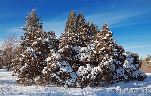 Snowy Arboretum Trees_11901.jpg - Photographed at Ottawa, Ontario - the capital of Canada.